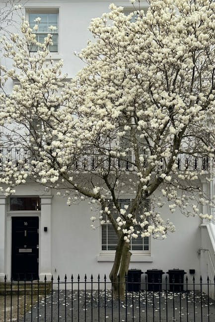 A large flowering tree with abundant white blossoms extends across the front of a white building, featuring multiple branches covered in dense clusters of delicate white flowers. The tree is situated 